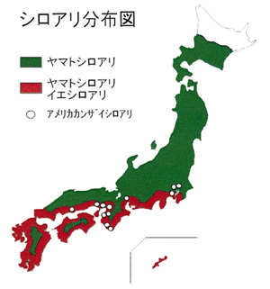 シロアリの分布と外来種の侵入