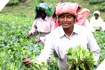 インドのの有機栽培の紅茶