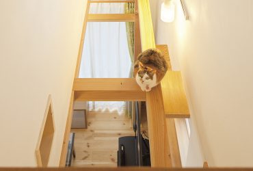 ネコがのびのび暮らす家 | 埼玉県さいたま市